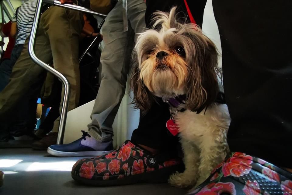 Al abordar el transporte público, 'Hailey' porta un chaleco que la identifica.
