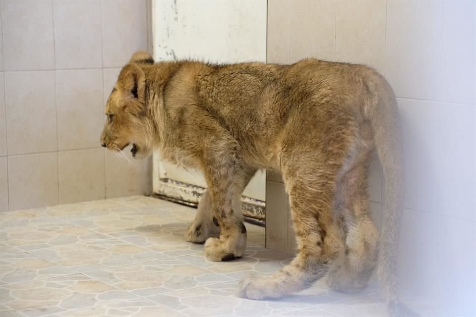 El león pasó la noche en una jaula del área de felinos en el Parque Ecológico Ehécatl.