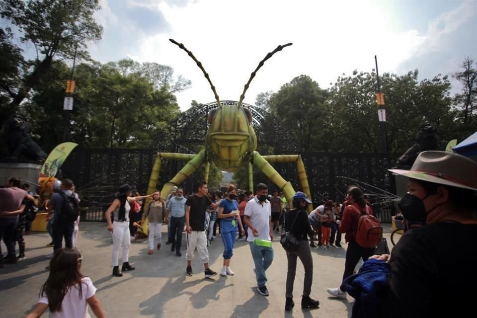 Visitantes de Chapultepec pudieron toparse con insectos de diversos tipos.