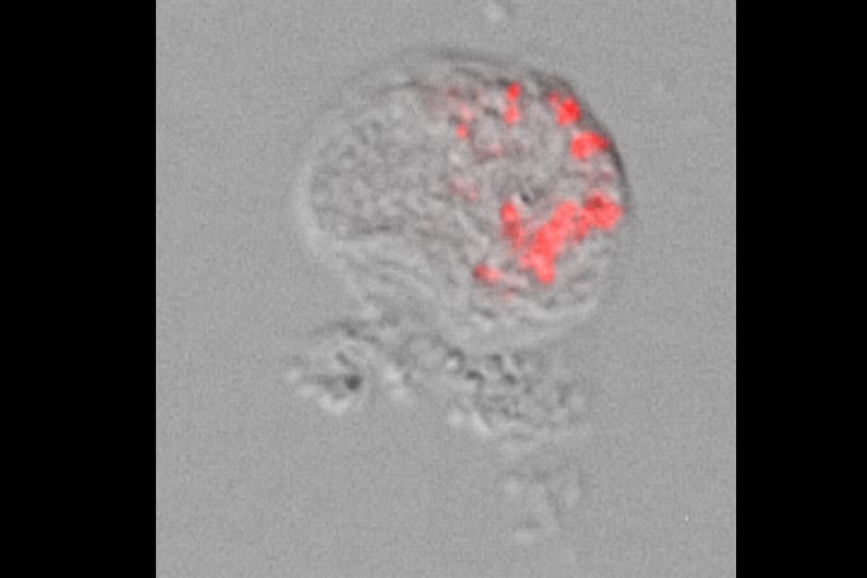Científicos de Alemania nombraron 'Pokemonas' a un nuevo género de bacterias que viven en amibas esféricas en honor a Pokémon.