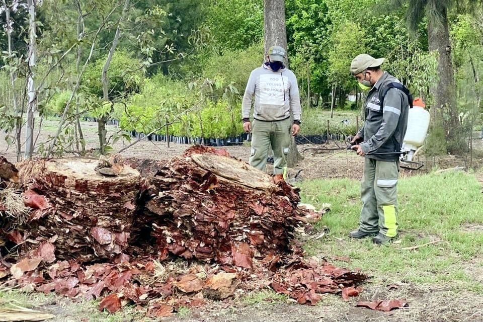 A su arribo, se le aplicó un control biológico con un hongo del género Trichoderma.