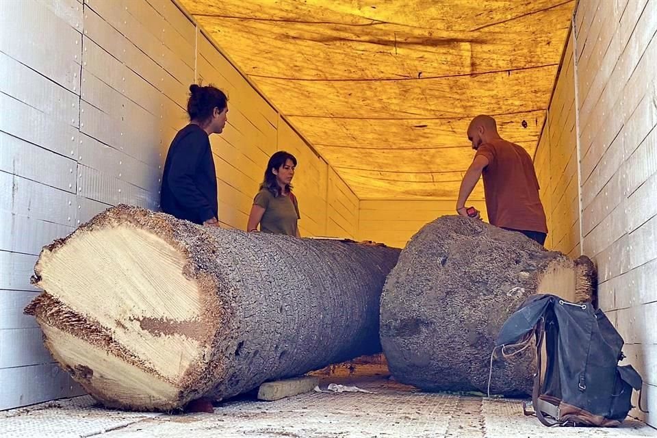 Artistas visuales y un escultor recibieron la encomienda de convertir en una pieza de arte el tronco de la palmera retirada de Reforma.