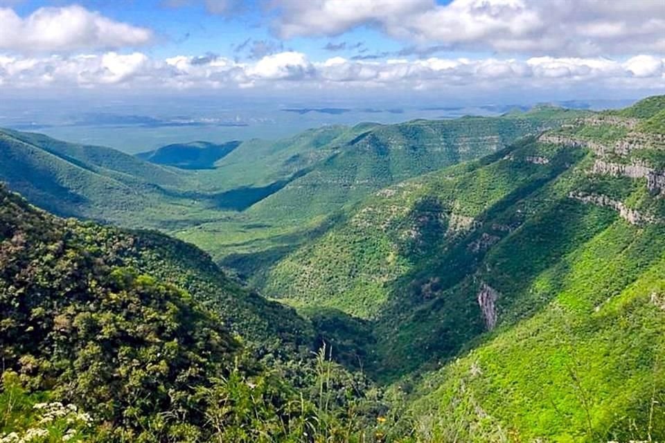 La zona conocida como La Mesa abarca 9 mil hectáreas de zona boscosa en Higueras, N.L.