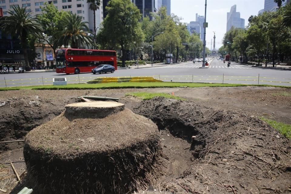 En la glorieta de Reforma el tronco de la palmera permanece a dos semanas del retiro.