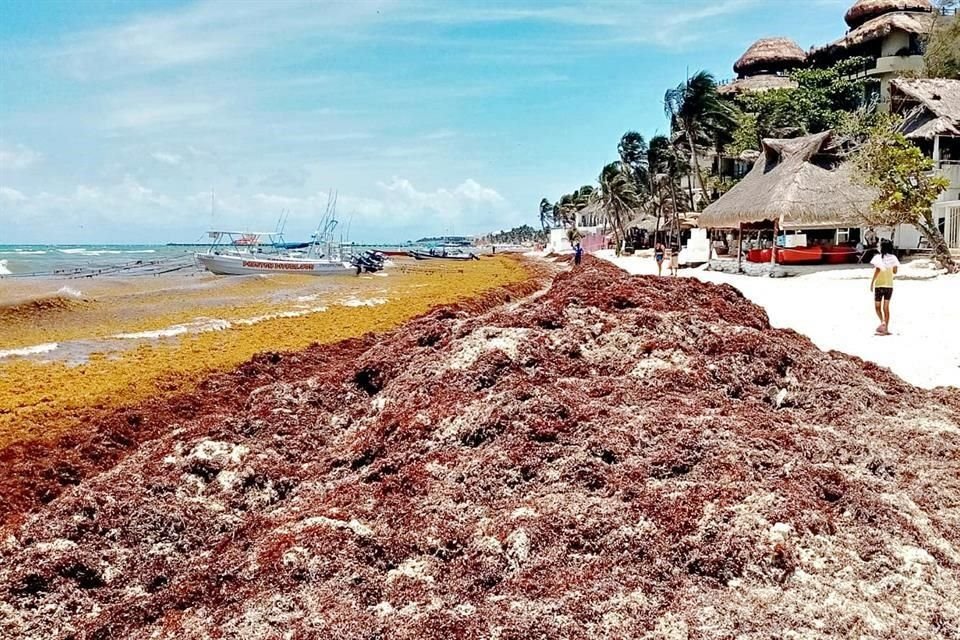 El sargazo se encuentra en las playas y en altamar.