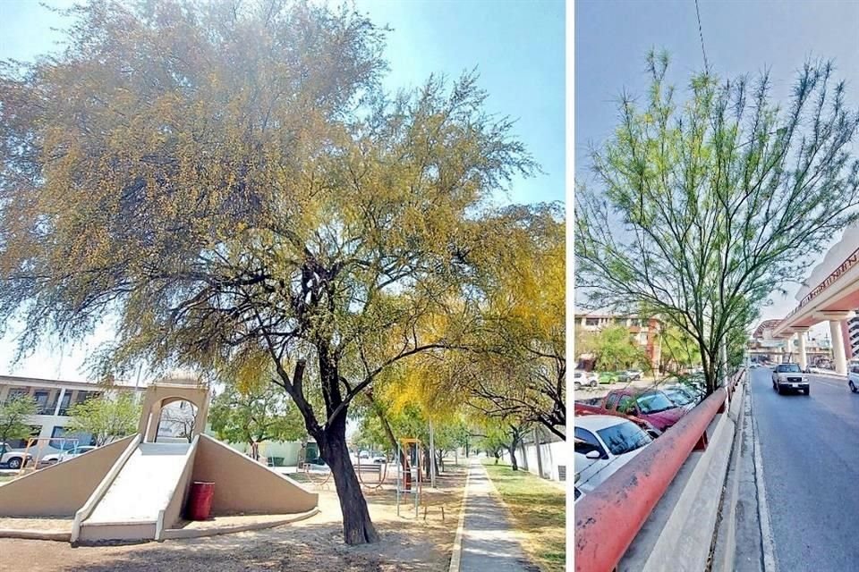Árboles nativos reverdecen pese a la sequía ya que se adaptan a las condiciones del suelo y clima.