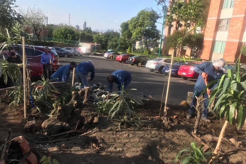 Desde el lunes de la semana pasada, David podó los árboles y, aunque no puede hacerlo en más del 25 por ciento del tamaño total del árbol, los cortó casi hasta la raíz.