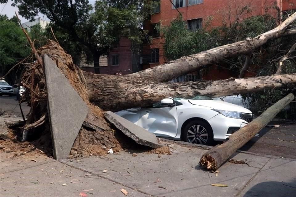A causa de los fuertes vientos cae árbol sobre cuatro vehículos y rompe tres postes, Doctor Lucio y Martínez del Río, colonia doctores.