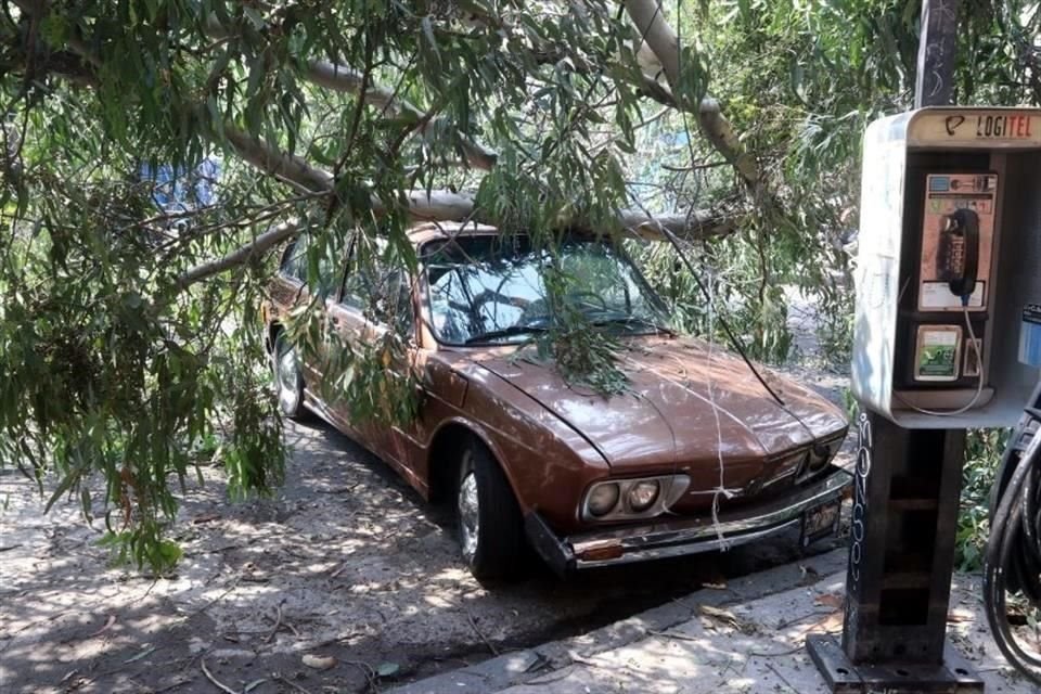 Un árbol cayó sobre un auto en la Colonia Doctores.