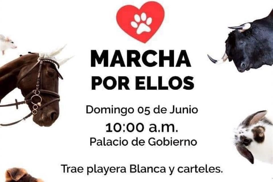 Ellos buscan que los animales reciban un trato digno.