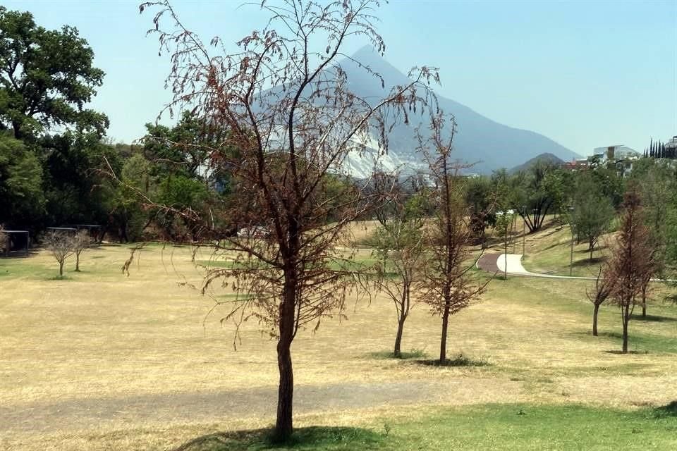 De acuerdo con un recorrido, se contabilizaron al menos 90 árboles secos en el tramo del parque las Charcas hasta Vía Savotino.