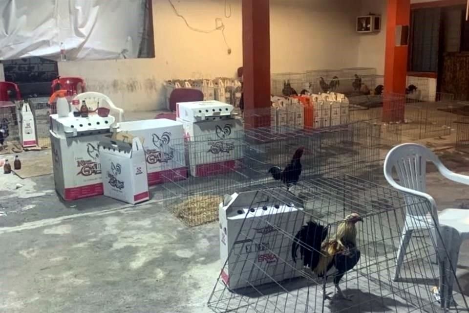 En el lugar fueron asegurados 64 gallos valuados en 350 mil pesos.