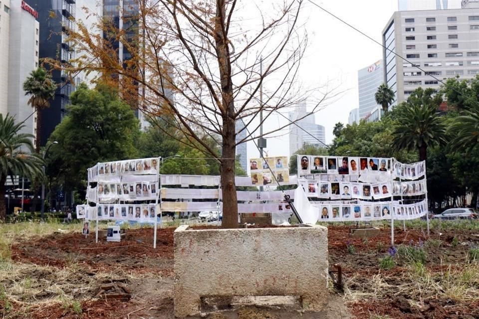 El cambio de color en las hojas tiene que ver con que las células están reconociendo el sustrato y el agua del riego.