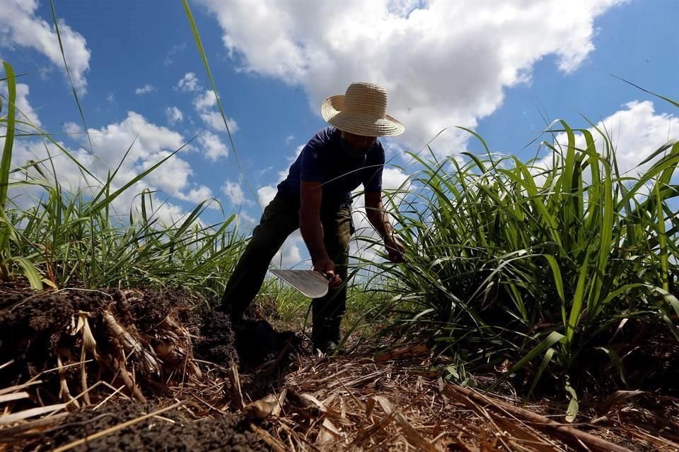 Según el GCMA, el programa de Precios de Garantía no garantiza el aumento de la producción en el campo.