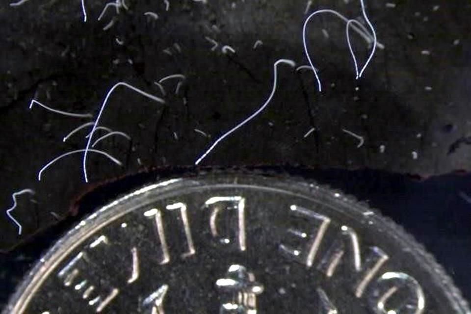 Imagen de las bacterias unicelulares halladas. En la foto aparecen junto a una moneda de 10 centavos de dólar.