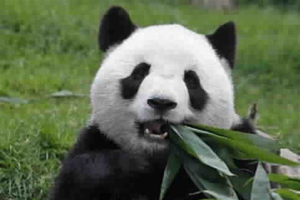 Las osas panda, Xin Xin y Shuan Shuan, se encuentran en buen estado, con atención de personal especializado que las activa a diario y con bambú cultivado en Chapultepec.