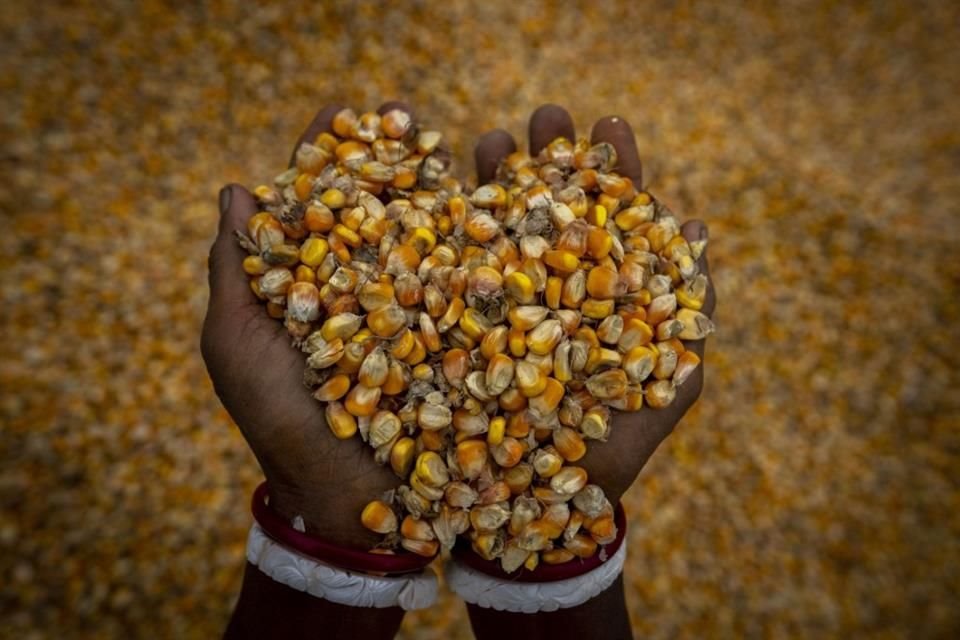 Al reducirse las importaciones de maíz, habría menos oferta de ese grano en México.