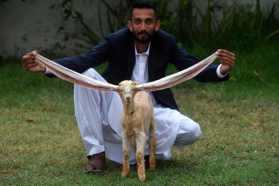 Desde Pakistán, 'Simba', un cabrito con orejas extremadamente largas, causa furor en internet; le buscan récord Guinness.