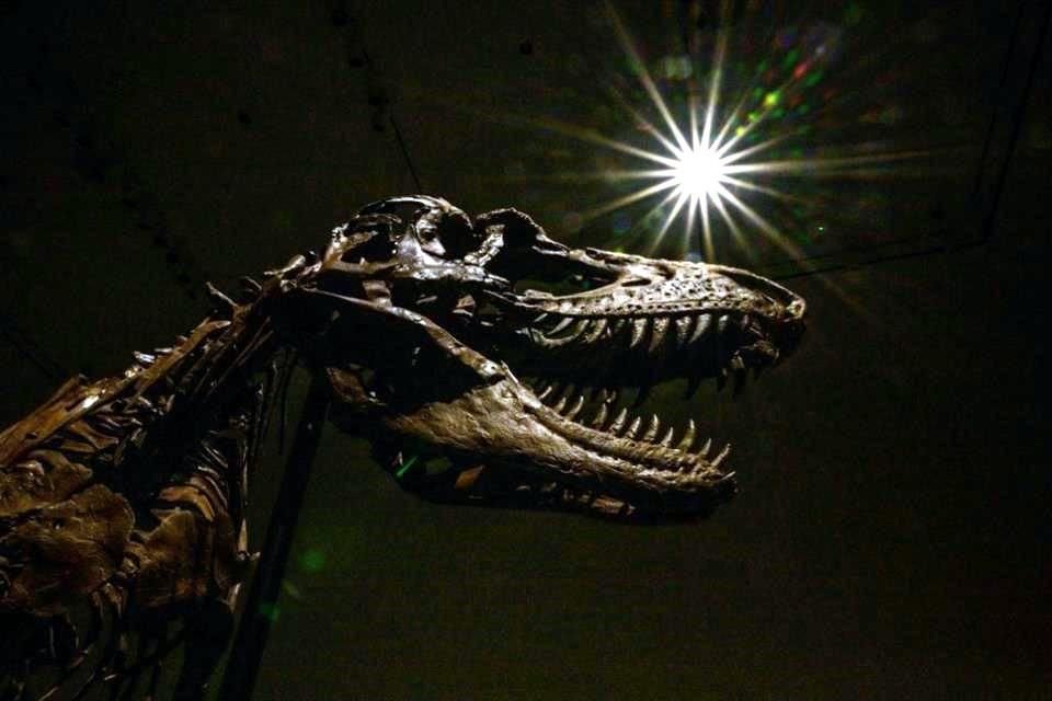 El ejemplar fosilizado del Gorgosaurus mide 3 metros de altura y 6.7 metros de largo.