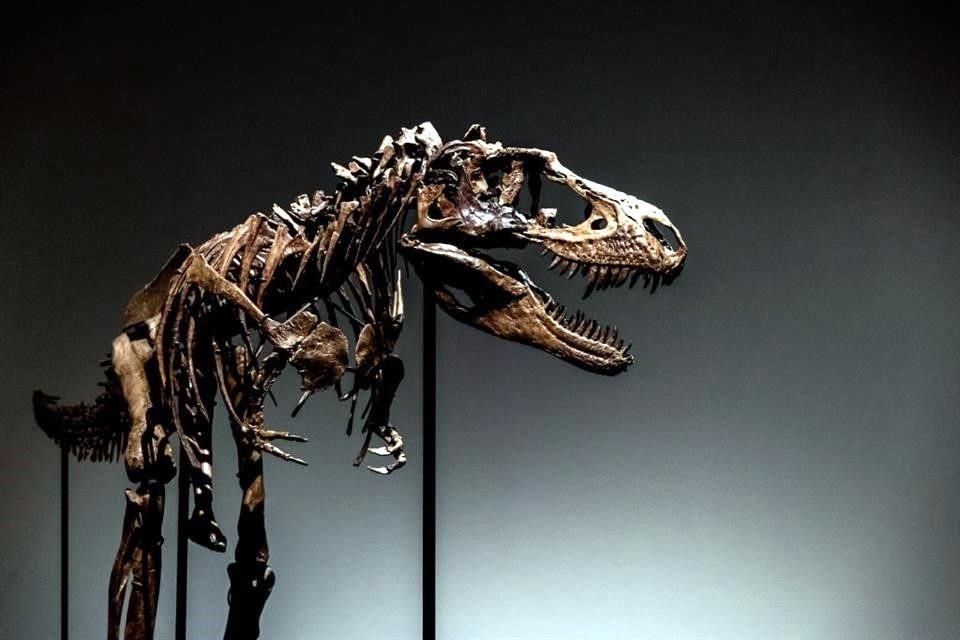 'La totalidad de especímenes de Gorgosaurus que se han encontrado están en museos. Este es el único que se puede comprar', dijo la experta de Sotheby's Cassandra Hatton.