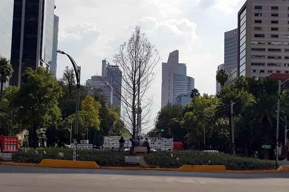 Aunque luce seco, el ahuehuete en Paseo de la Reforma está vivo y se recuperará, señaló la Sedema.