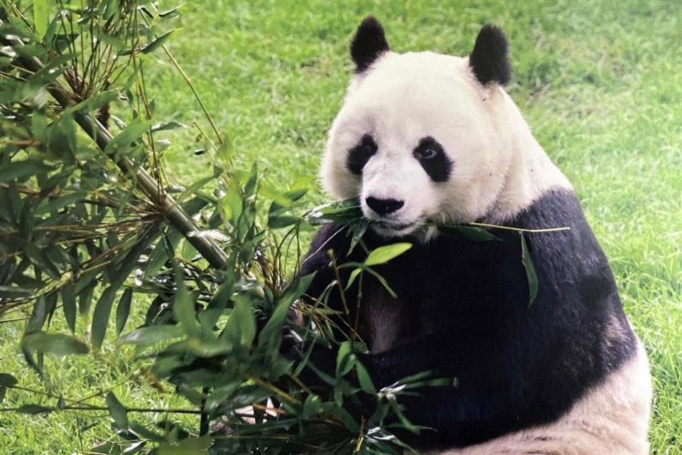 'Despedimos a la panda gigante más longeva de México, que superó la expectativa de vida de su especie, pues en su hábitat natural llegan a cumplir 15 años', reportó la Sedema.