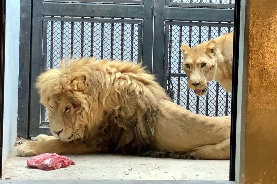 Leones en estado más crítico, rescatados en Black Jaguar White Tiger, en Ajusco, son atendidos por expertos en el Zoológico de Chapultepec.