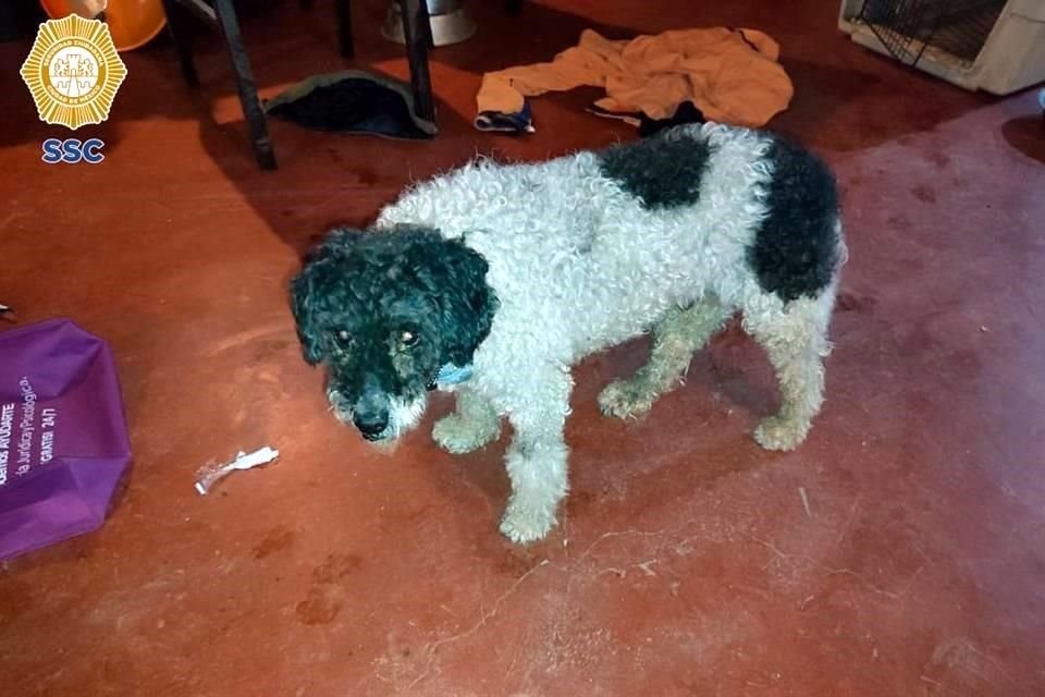 En el lugar la Policía aseguró armas de fuego, drogas y vehículos, además de rescatar a 28 perros de distintas razas y medidas.