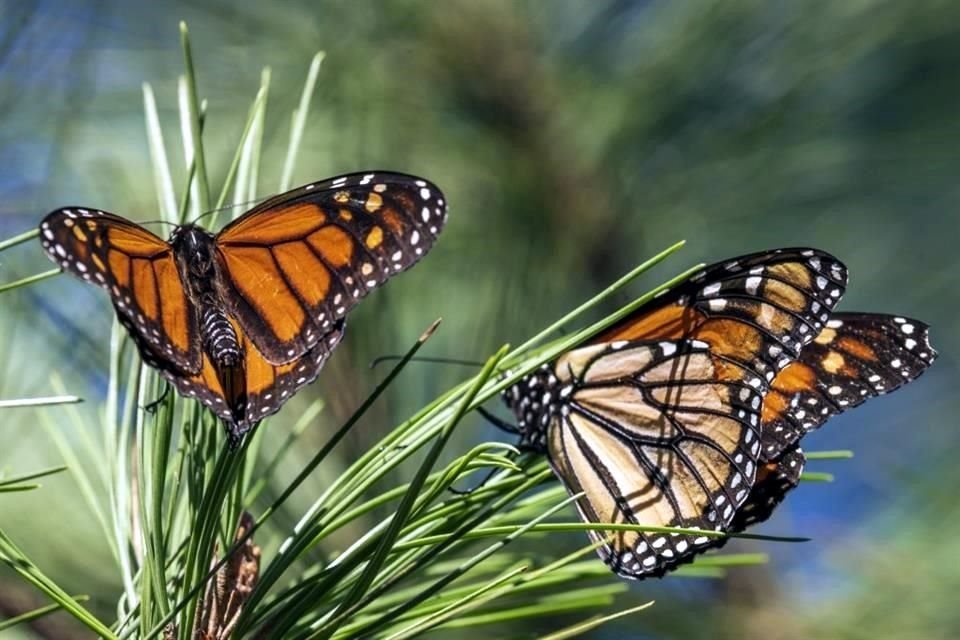 Dos mariposas monarcas avistadas en el Santuario Monarca de Grove, en California.