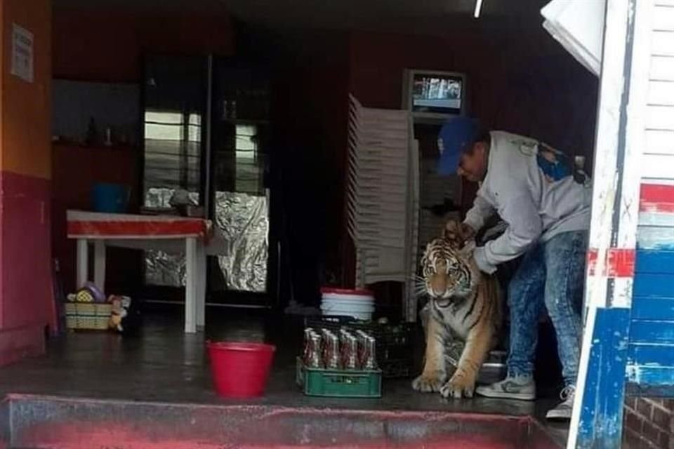 Un tigre causó sorpresa y miedo a habitantes de Hidalgo al ser encontrado en puesto de tacos; posteriormente fue rescatado.