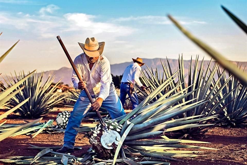 Con el Proyecto de Sustentabilidad de la Cadena Productiva Agave-Tequila, la industria busca bajar uso de agua y huella de carbono.