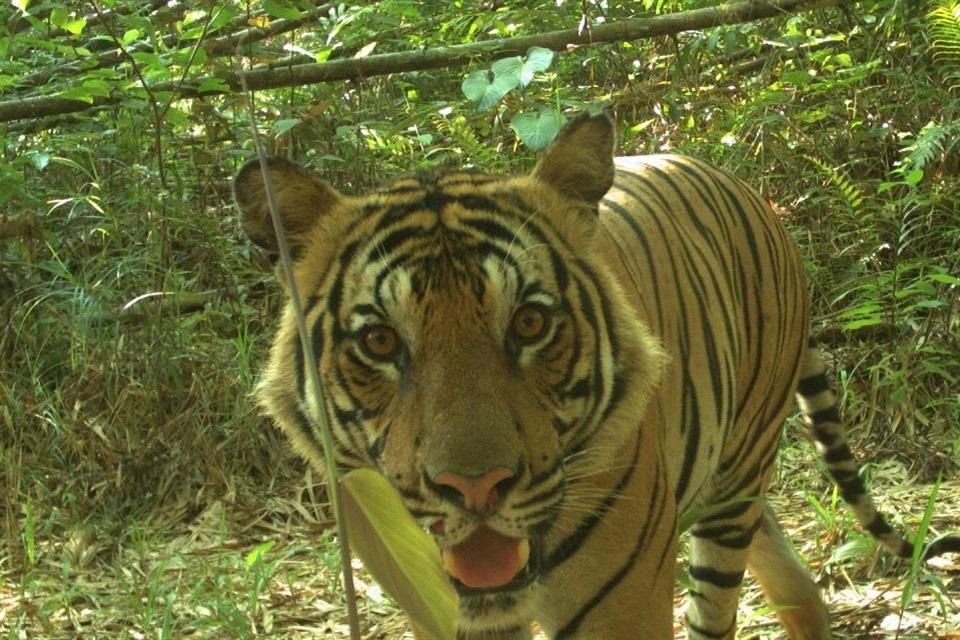 Autoridades, ONGs y comunidades locales colaboran para proteger a los últimos 200 tigres malayos en estado silvestre.
