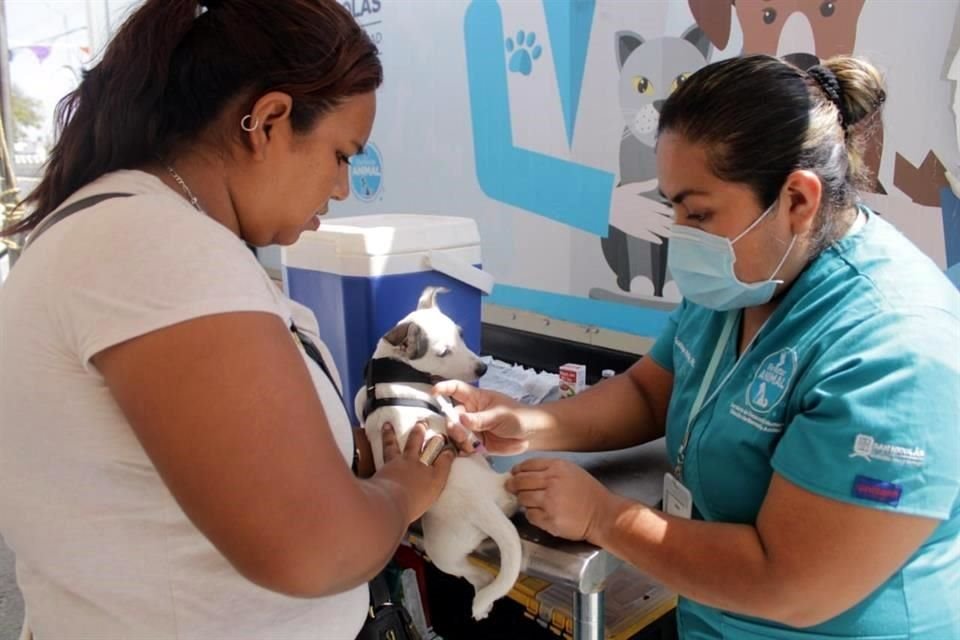 El Centro de Control Canino y Felino funge como centro de valoración para conocer si el animal que llega puede ser adoptado o debe quedar en resguardo.