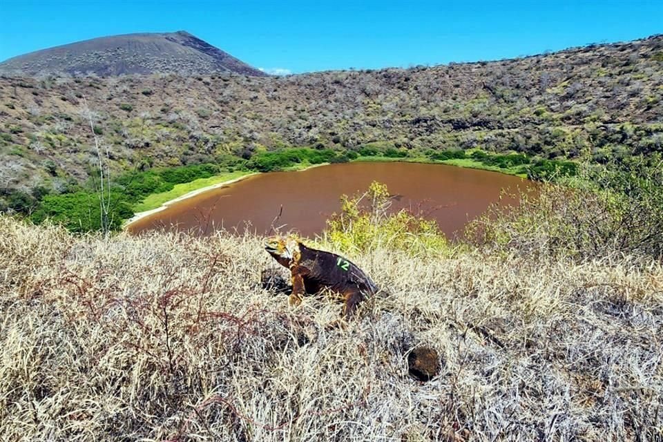 Las iguanas están de nuevo están poblando la isla de Santiago, en el archipiélago ecuatoriano de Galápagos, en el Pacífico.