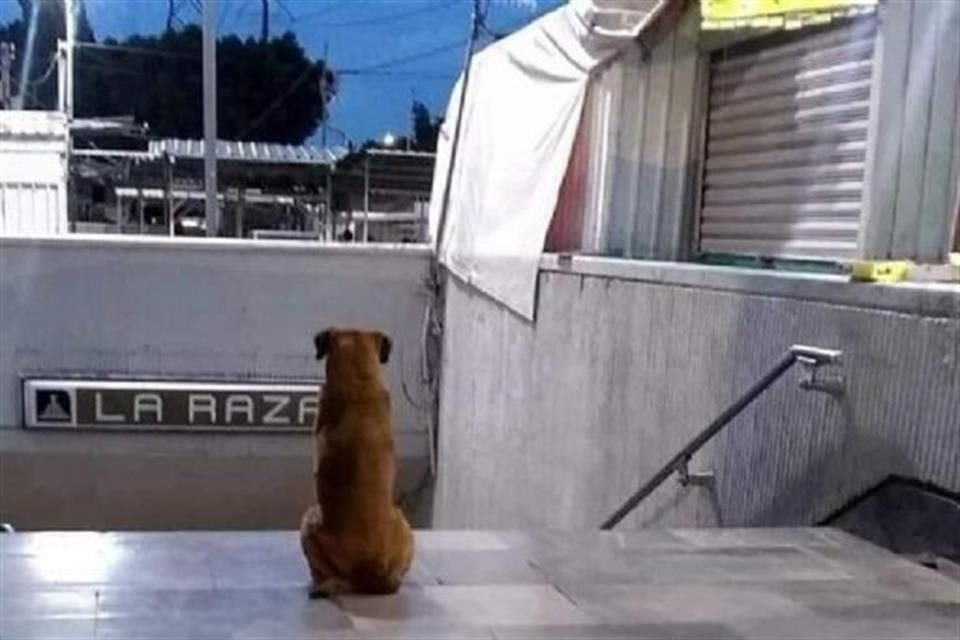 Canela cuya fidelidad le ha ganado el mote de 'la Hachiko mexicana' por esperar a Sergio todas las tardes a las puerta de la estación La Raza del Metro.  