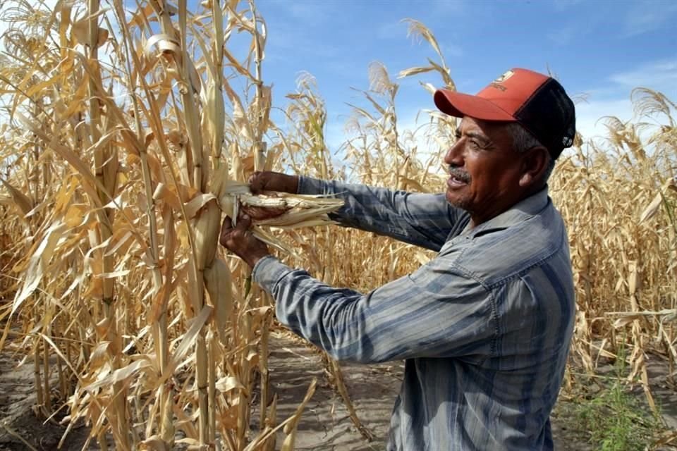 Varias regiones del norte del país, con vocación ganadera, registran graves afectaciones por la sequía.