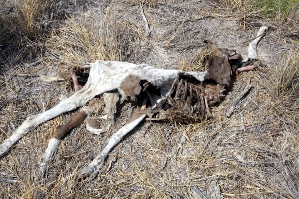 Agricultores del norte han sufrido la pérdida de animales ante la sequía.