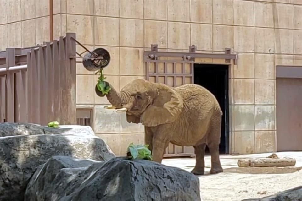 Una nueva resolución del juez reavivó la controversia sobre la elefanta 'Ely' en el Zoológico de San Juan de Aragón. 