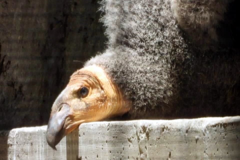 A partir de hoy se podrá votar para ponerle nombre a dos cóndores bebé que nacieron en el Zoológico de Chapultepec.