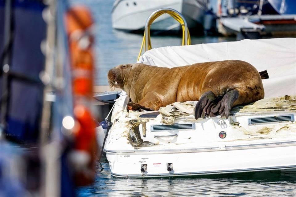 Freya la morsa fue vista sobre pequeñas embarcaciones en el fiordo de Oslo, Noruega.