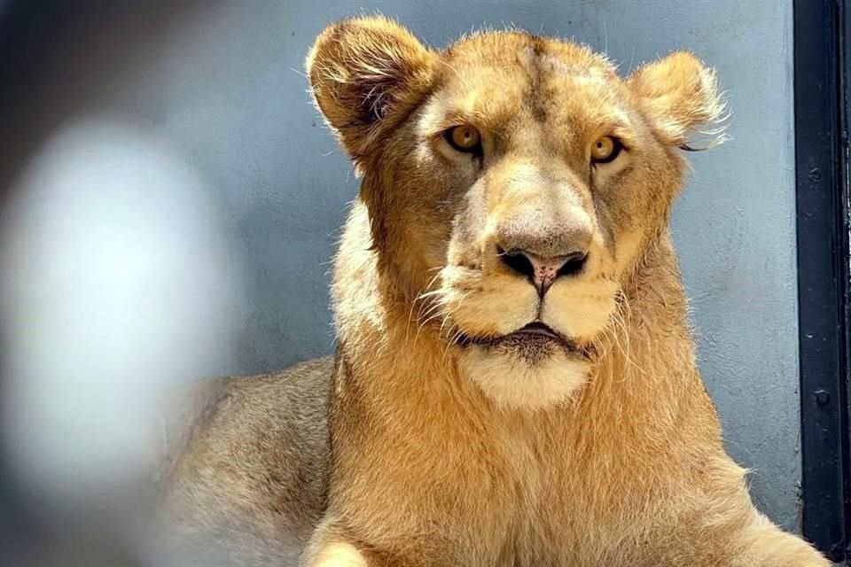 Dos leones rescatados del santuario BJWT fueron sometidos a endoscopía, mientras que tres de ellos requirieron cirugía en sus colas.