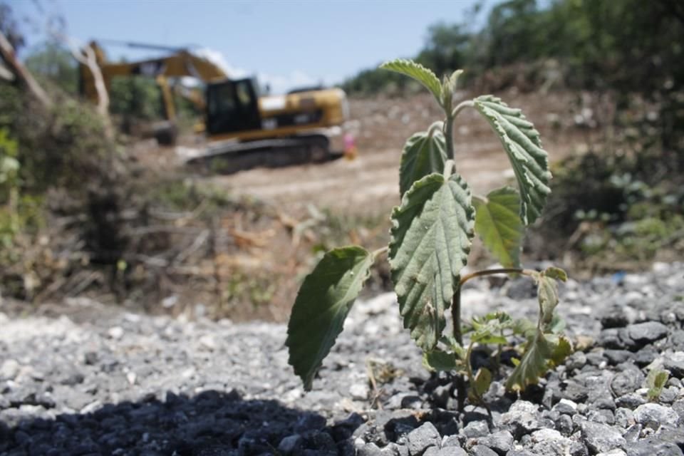 Al menos tres cuerpos fueron hallados en una fosa clandestina ubicada en un tramo donde realizan trabajos para el Tren Maya, según activista de derechos humanos.