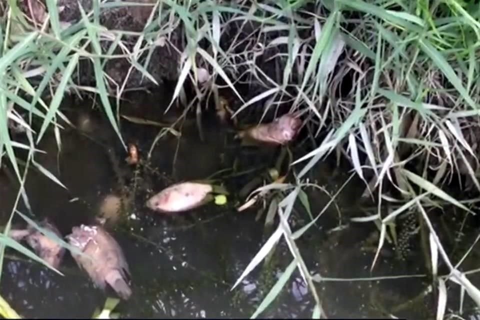 Decenas de peces murieron en el Río Pilón, donde aún juegan niños, pese a la presunta contaminación.