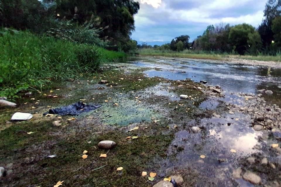 Vecinos denunciaron que descargas de aguas negras contaminaron el Río Pilón, provocando la muerte de decenas de peces.