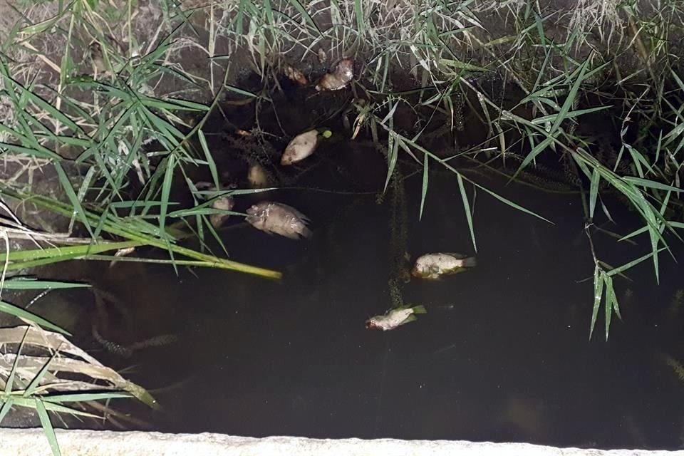 Vecinos denunciaron que descargas de aguas negras contaminaron el Río Pilón, provocando la muerte de decenas de peces.