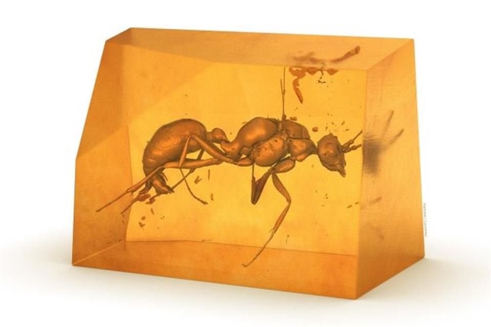 Científicos descubrieron una especie extinta de hormiga encerrada en una pieza de ámbar proveniente de África.