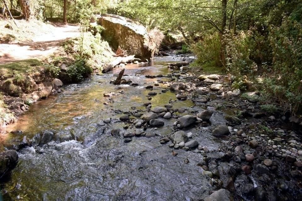 Desde 2021, comuneras de Magdalena Contreras realizan tareas para recolectar basura y cuidar al ajolote, y otras especies, en los Dinamos.