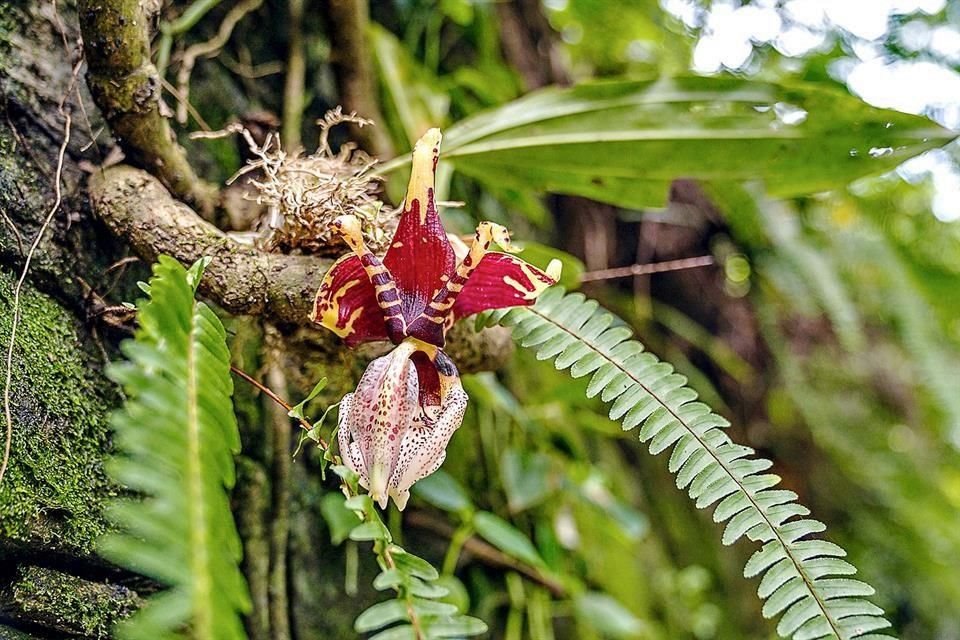 Orquídea cabeza de víbora (Stanhopea tigrina).