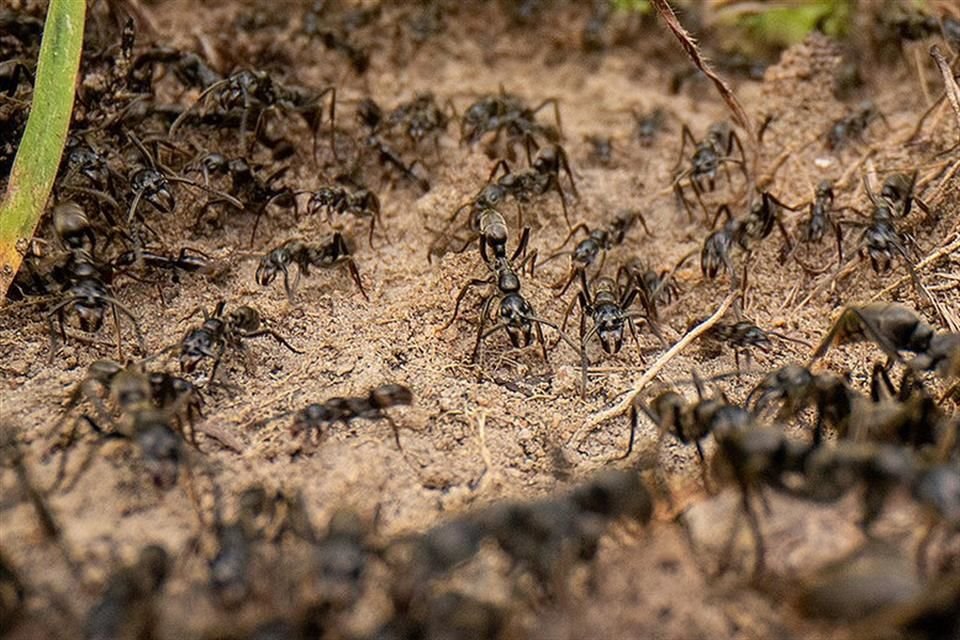 Científicos estiman que la Tierra es hogar de cerca de 20 billardos de hormigas y se concentran en los trópicos, bosques y regiones áridas.