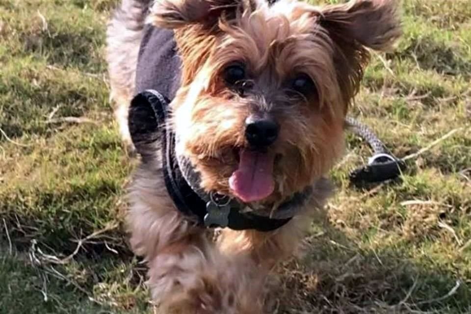 En una publicación, se dio a conocer que el perrito está en tratamiento médico y no portaba collar.